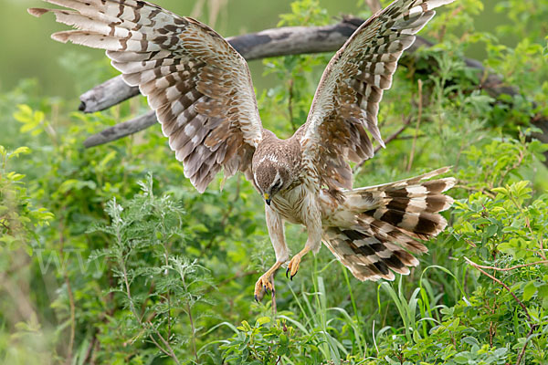 Steppenweihe (Circus macrourus)