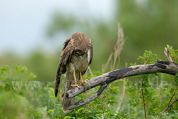 Steppenweihe (Circus macrourus)