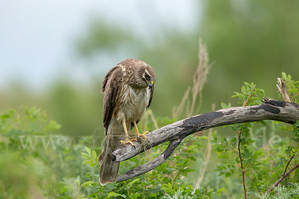 Steppenweihe (Circus macrourus)