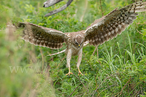 Steppenweihe (Circus macrourus)