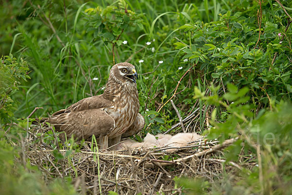 Steppenweihe (Circus macrourus)