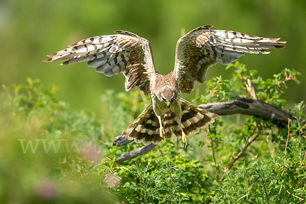 Steppenweihe (Circus macrourus)