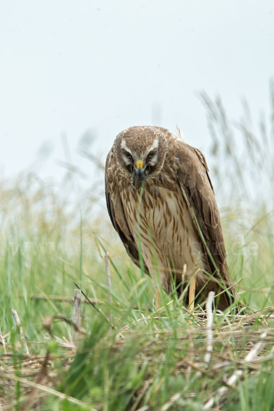 Steppenweihe (Circus macrourus)