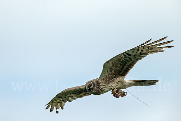 Steppenweihe (Circus macrourus)