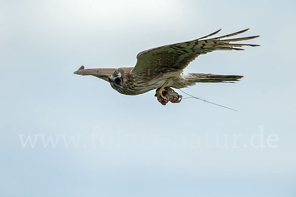 Steppenweihe (Circus macrourus)