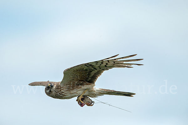 Steppenweihe (Circus macrourus)