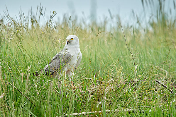 Steppenweihe (Circus macrourus)