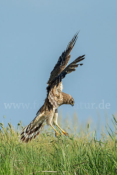 Steppenweihe (Circus macrourus)