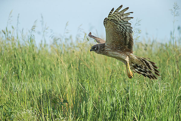 Steppenweihe (Circus macrourus)