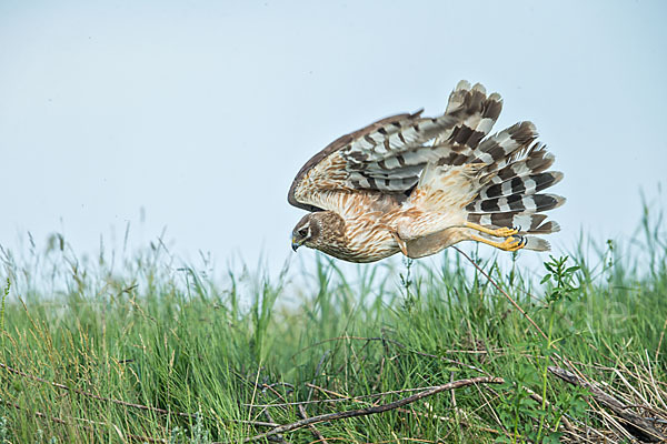 Steppenweihe (Circus macrourus)