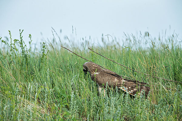 Steppenweihe (Circus macrourus)