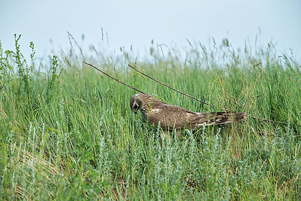 Steppenweihe (Circus macrourus)