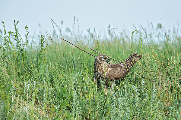 Steppenweihe (Circus macrourus)