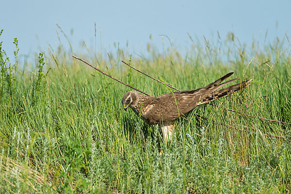 Steppenweihe (Circus macrourus)