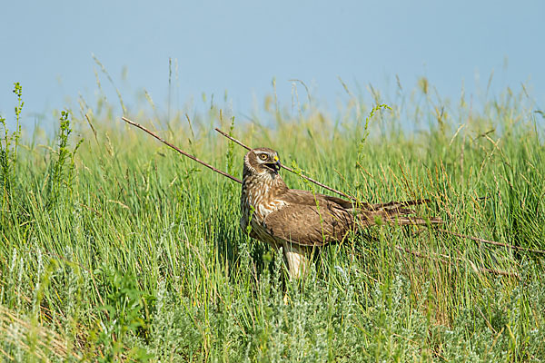 Steppenweihe (Circus macrourus)