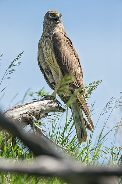 Steppenweihe (Circus macrourus)