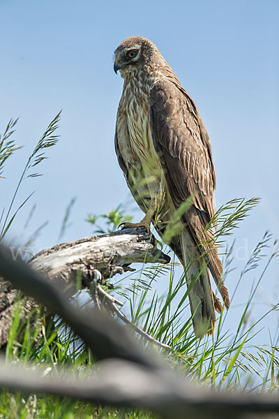 Steppenweihe (Circus macrourus)