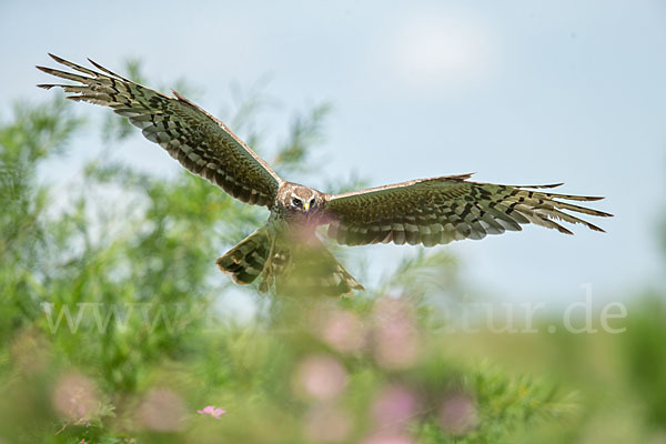 Steppenweihe (Circus macrourus)