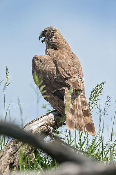 Steppenweihe (Circus macrourus)