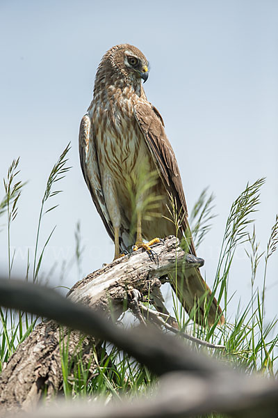 Steppenweihe (Circus macrourus)