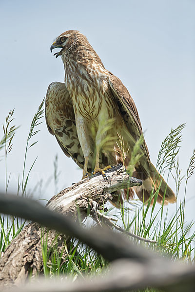 Steppenweihe (Circus macrourus)