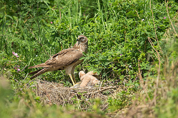 Steppenweihe (Circus macrourus)