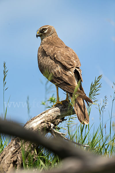 Steppenweihe (Circus macrourus)