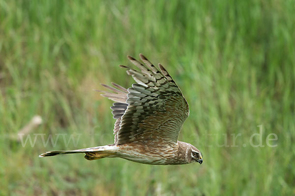 Steppenweihe (Circus macrourus)