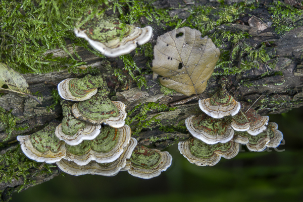 Stereum hirsutum (Striegeliger Schichtpilz)