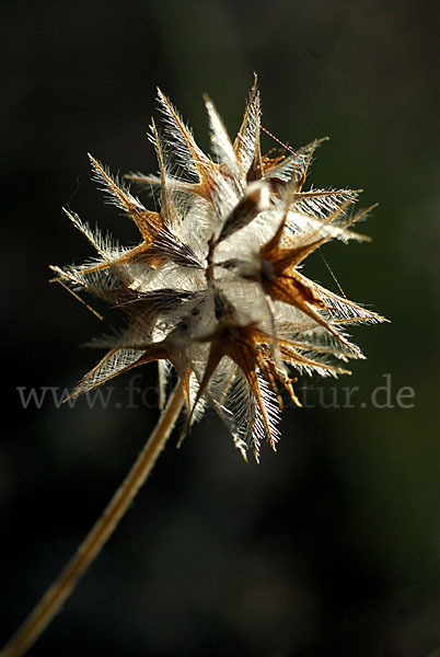 Sternklee (Trifolium stellatum)