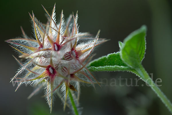 Sternklee (Trifolium stellatum)