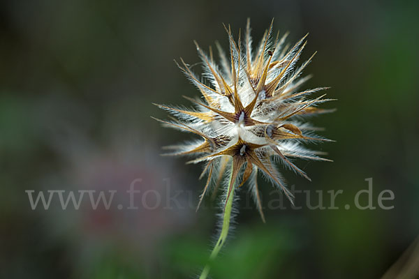 Sternklee (Trifolium stellatum)