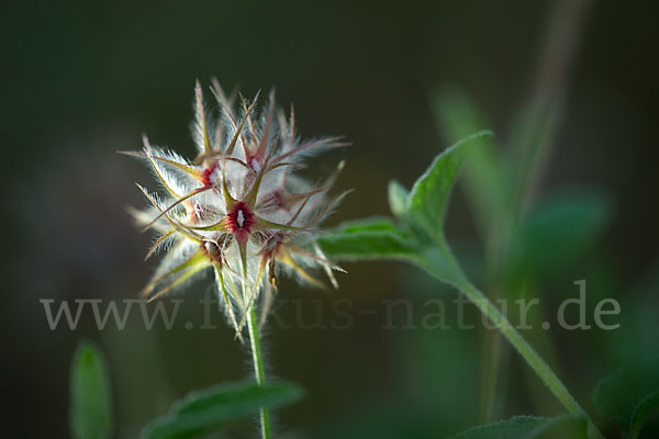 Sternklee (Trifolium stellatum)