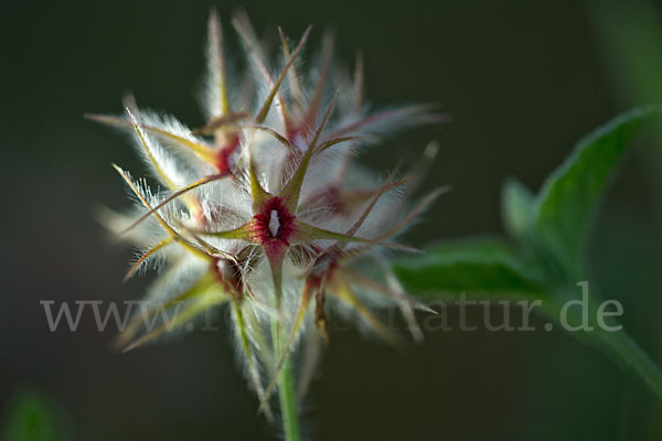 Sternklee (Trifolium stellatum)