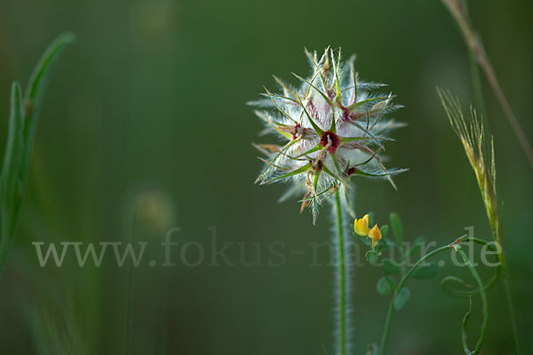 Sternklee (Trifolium stellatum)