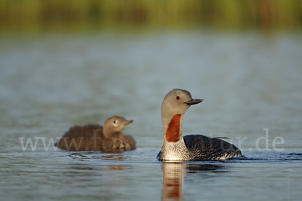 Sterntaucher (Gavia stellata)