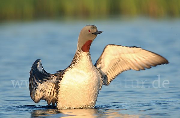 Sterntaucher (Gavia stellata)