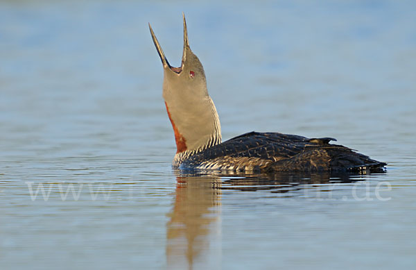 Sterntaucher (Gavia stellata)