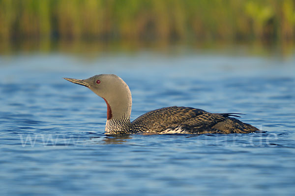 Sterntaucher (Gavia stellata)