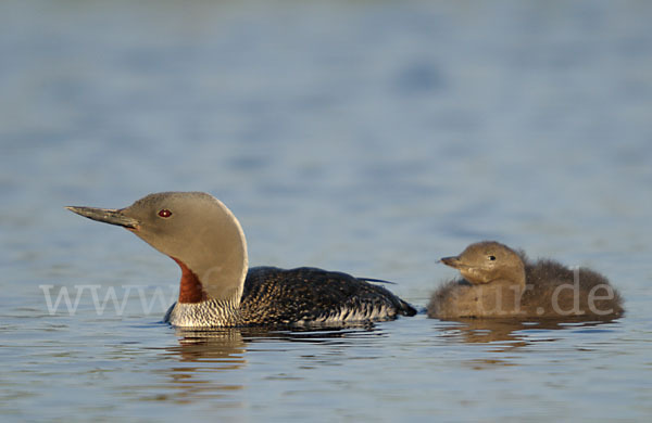 Sterntaucher (Gavia stellata)