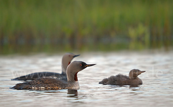 Sterntaucher (Gavia stellata)