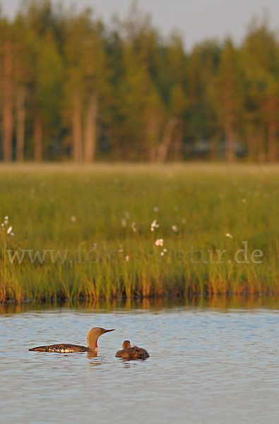 Sterntaucher (Gavia stellata)