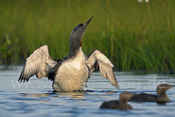 Sterntaucher (Gavia stellata)