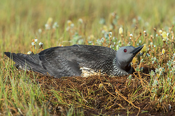 Sterntaucher (Gavia stellata)