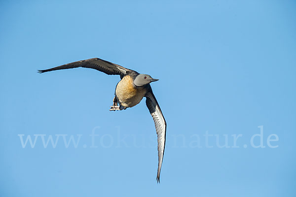 Sterntaucher (Gavia stellata)