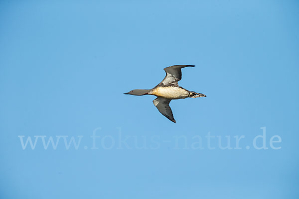 Sterntaucher (Gavia stellata)