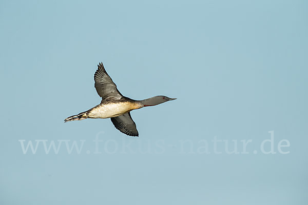 Sterntaucher (Gavia stellata)