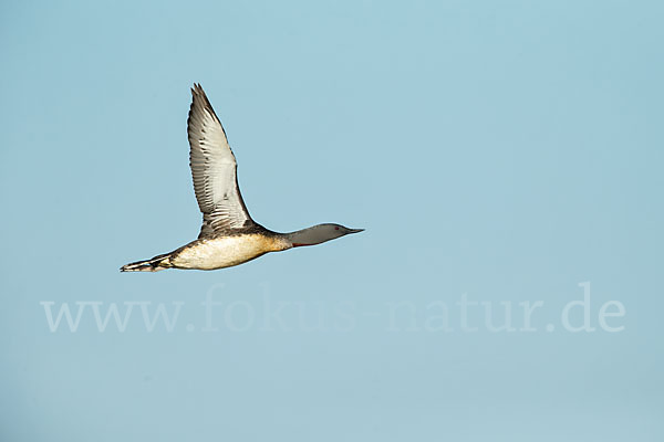 Sterntaucher (Gavia stellata)