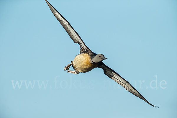 Sterntaucher (Gavia stellata)