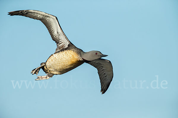 Sterntaucher (Gavia stellata)